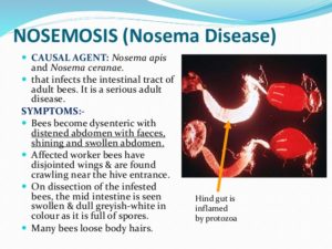 diseases-of-honey-bees-ppt-9-638