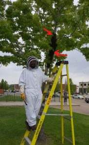 Swarm In Tree, Beekeeper on ladder