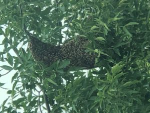 bee swarm in a tree surrounded by leaves