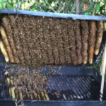 Opened BBQ full of bees and honeycomb