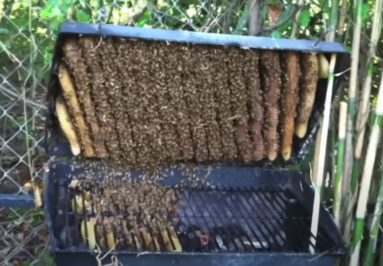 Opened BBQ full of bees and honeycomb